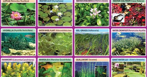 Aquarium Plants With Names