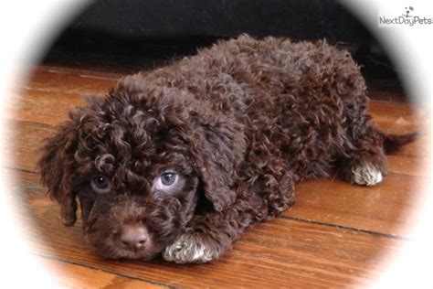 Mladenlukovic64@gmail.com ***lagotto romagnolo*** puppies for. Forrest: Lagotto Romagnolo puppy for sale near Binghamton ...