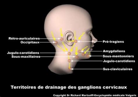 Image Photo Ganglions Lymphatiques Du Cou Hématologie Vulgaris Médical