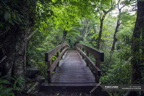 Scenic View Of Wooden Bridge In Forest — Majestic Architecture Stock