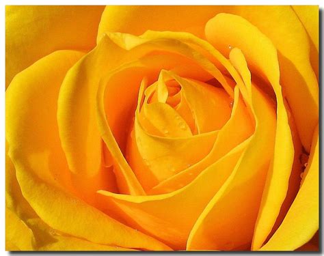 This photo is about nature wallpaper, yellow flower, yellow flower wallpaper. Yellow Rose Flower Wallpapers - Wallpaper Cave