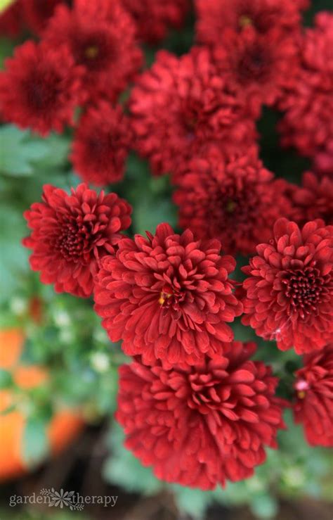 Maybe you would like to learn more about one of these? Modern Mums: Re-Imagining Color for Fall Outdoor Decor ...