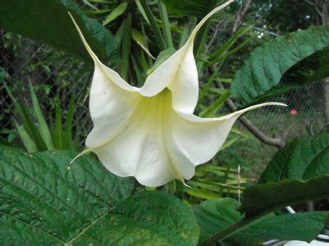 This is a genus of flowering sometimes they resemble small trees due to their trunks being made of multiple branches. BRUGMANSIA ARBOREA white flowers Angel's Trumpet tree ...