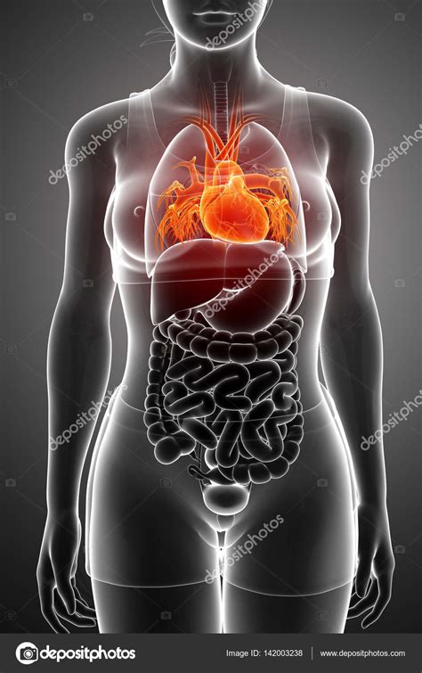Maybe you would like to learn more about one of these? 3D Rendering der Anatomie des Menschen Herz — Stockfoto ...