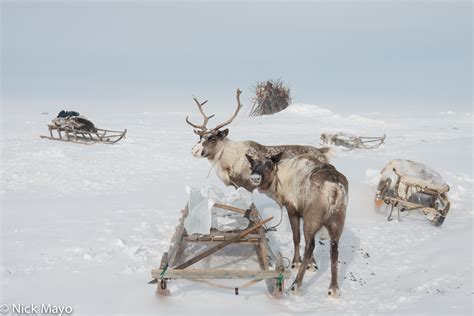 Reindeer And Sledge With Ice Yamal Peninsula Yamalo Nenets Russia