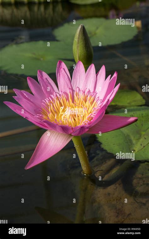 Beautiful Pink Blooming Indian Lotus Flower And Bud Stock Photo Alamy