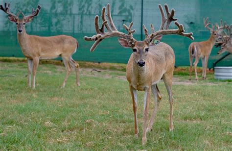 M3 Whitetails Mcnificent Can He Produce Deer Breeder In Texas