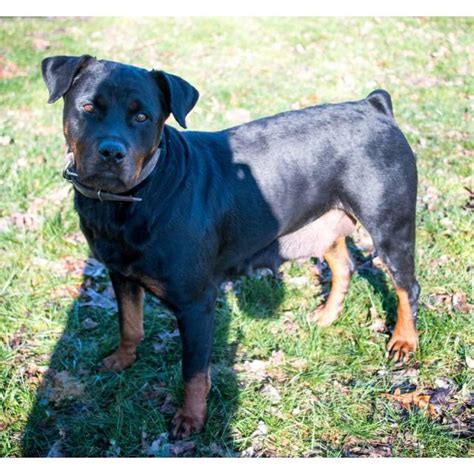 Find rottweiler puppies for sale and dogs for adoption. Female AKC Rottie Rottweiler Puppies in Danville, Kentucky ...