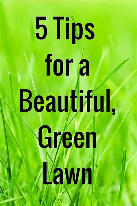 Water lightly twice a day for four days. 5 Tips for a Beautiful Green Lawn - An Alli Event