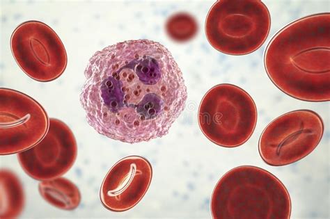 Neutrophil A White Blood Cell Stock Illustration Illustration Of