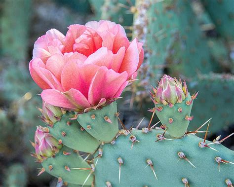 Pink Cactus Flower Art Print Desert Photography Flowering Etsy In