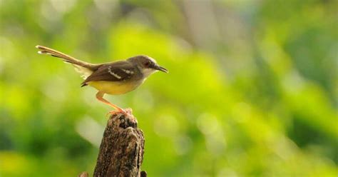 Jenis Burung Prenjak Paling Ramai di Pasar Indoneisa » alihamdan