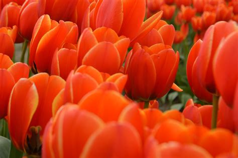Tulipanes Y Su Significado Blog De Flores Especializado