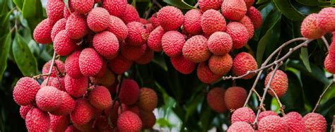 Litchi or lychee is grown in tropical and subtropical regions and is popular all over the world. 5 Tropical Fruits That Grow In South Florida
