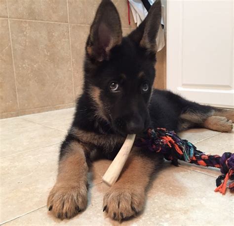 10 Astonishing Facts About German Shepherds That Will Leave You In Awe
