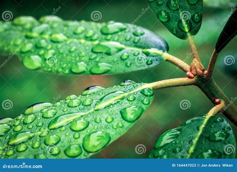 Water Droplets At Green Plant With Green Background In Forest Stock
