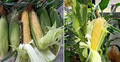 Check spelling or type a new query. Langkah Mudah Tanam Jagung Gred A, Isi Padat. Boleh Tanam ...