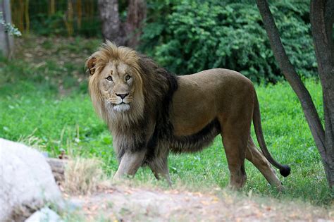 The African lion is waiting for you at Zoo Leipzig!