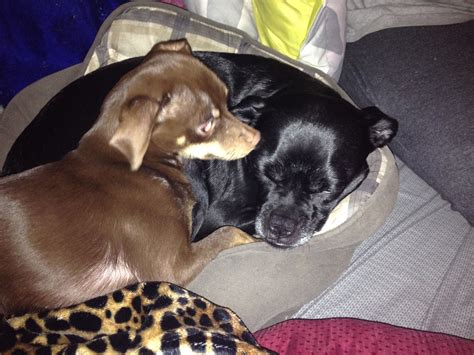 Pin by Tieny Phan on ALL MY CANINES... fam pics galore | Canine