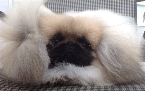 Yes, I claimed it.this is now the Pekingese chair! | Pekingese puppies, Pekingese, Pekingese dogs