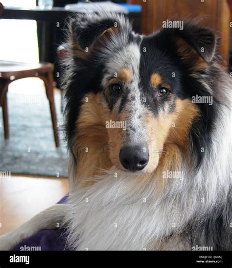 Blue Merle Sheltie Hi Res Stock Photography And Images Alamy