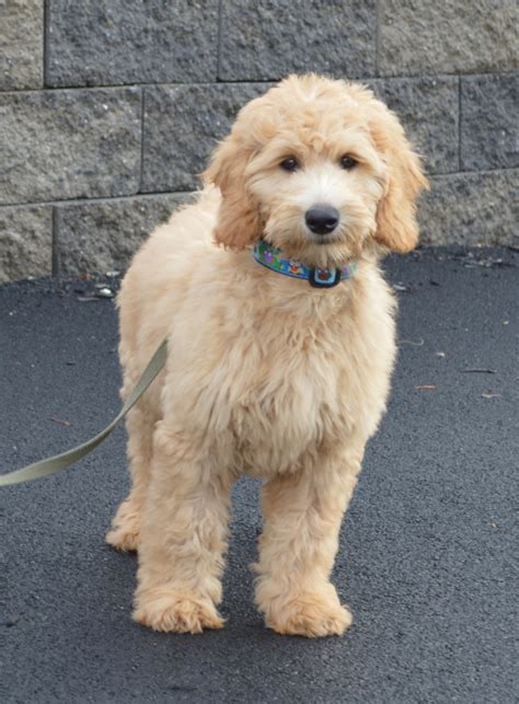 Partnered with www.crockettdoodles.com , our family network. Goldendoodle Association of North America All About Goldendoodle Colors and Coats