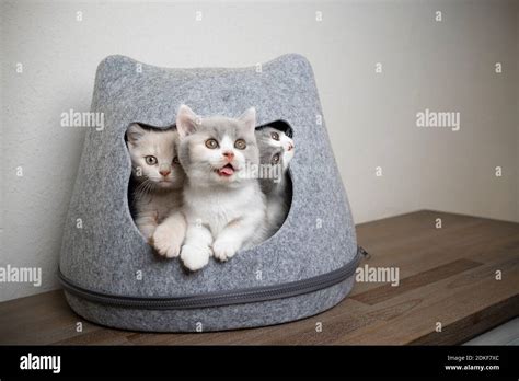 Cat Felt Bed Hi Res Stock Photography And Images Alamy