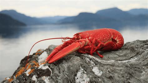 Uk Could Ban Lobsters From Being Boiled Alive Blog Viva The Vegan