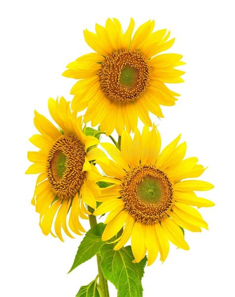Sunflowers Closeup Isolated On White Background Stock Image Image Of