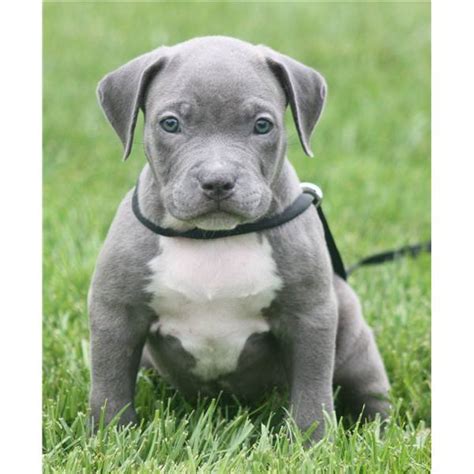 Dieser pinnwand folgen 1106 nutzer auf pinterest. American Pitbull Terrier Welpen Bully Type in Frankfurt ...