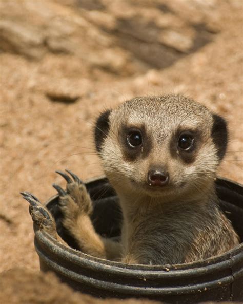 Cute Meerkats Latest Photos Images Funny And Cute Animals