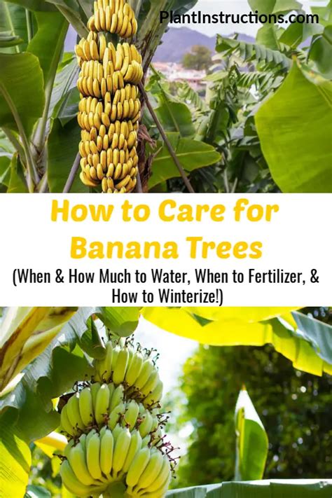 How To Care For Banana Trees Plant Instructions