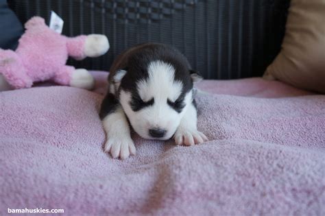 Ambers Puppy Update 3 27 14 Siberian Husky Puppies For Sale