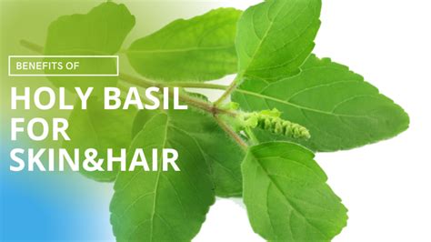 Benefits Of Holy Basil Leaves For Skin And Hair Shaily Beauty Tips