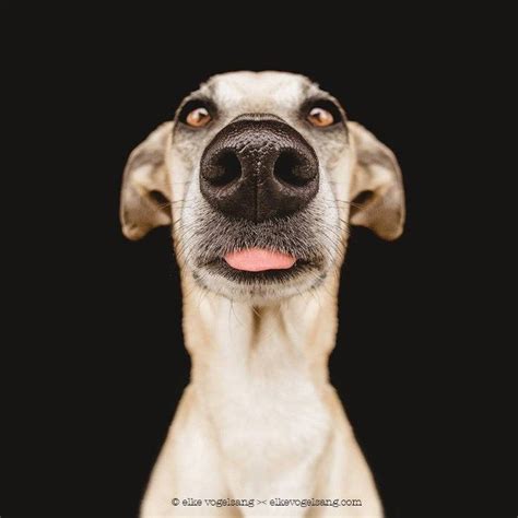 Funny Dog Portraits By Elke Vogelsang 20 Pics Funnyfoto Page 16