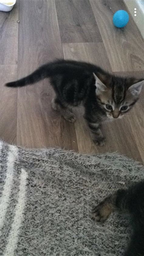 3 Beautiful Tabby Kittens In B23 Birmingham For £7000 For Sale Shpock
