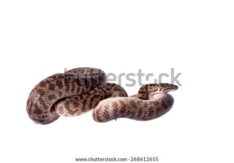 Spotted Python Antaresia Maculosa On White Stock Photo 268612655