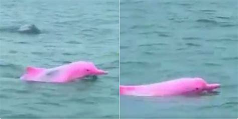 Pink Dolphins Spotted In The Sea Goes Viral On Internet Watch Video