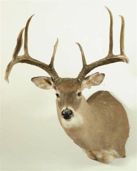 10 Pt Whitetail Deer Mount