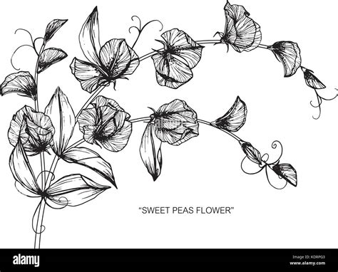 Sweet Pea Flower Drawing Illustration Black And White With Line Art