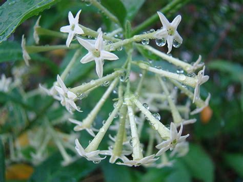 This fungal disease causes distortion of the leaves and leaf drop. Cestrum Nocturnum seds | World Seed Supply