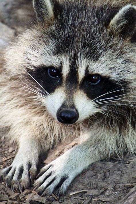 1286 Best Ti Racoon Images On Pinterest Raccoons