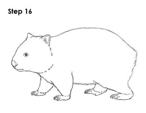 How To Draw A Wombat Cute Australian Animals Australia Animals Wombat