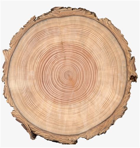 Graphic Royalty Free Stock Wood Slice Clipart Cross Section Of The