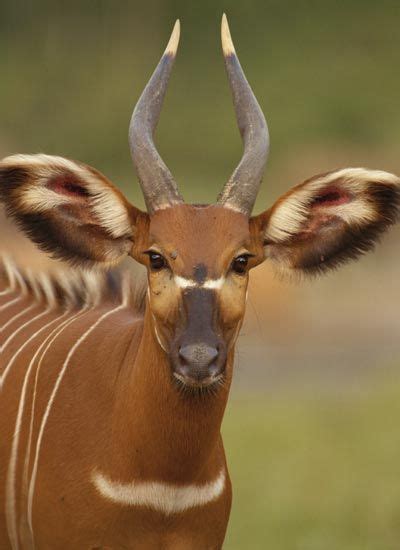 African Nyala Deer By Chua Chinleng Ubicaciondepersonas Cdmx Gob Mx
