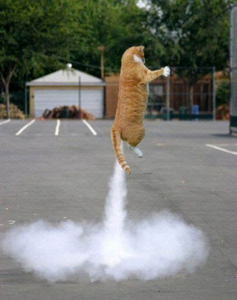 7 Best Hover Cat Images Hover Cat Kittens Cats