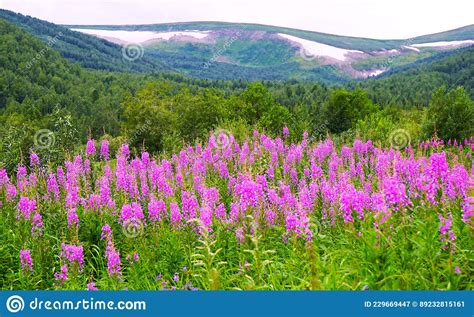 Beautiful Purple Flowers In The Mountains Blooming Sally Stock Image