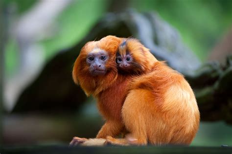 Animais Selvagens Mico Leão Dourado Ler E Aprender