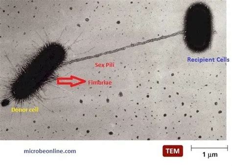 Bacterial Pili Fimbriae Types Functions • Microbe Online