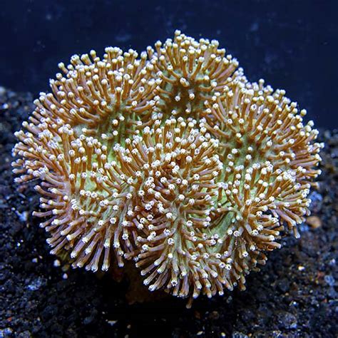 Green Toadstool Mushroom Leather Coral Saltwater Aquarium Corals For